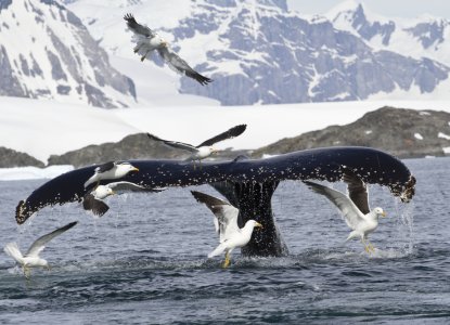 Fun Facts about Whales in Antarctica Fun Facts about Whales in Antarctica