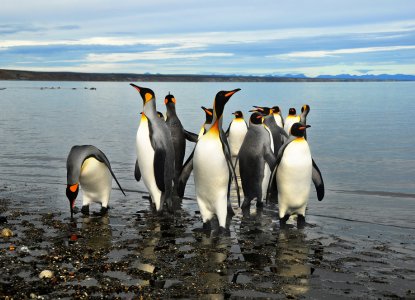 Birds in South America – the Ultimate List for Bird Watchers