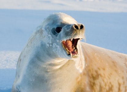 How to See Antarctic Seal Species How to See Antarctic Seal Species