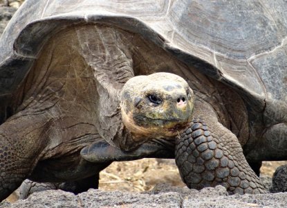 How To Tick Off South America’s Big Five