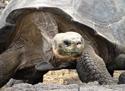 How To Tick Off South America’s Big Five