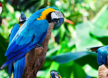 Top 10 Wildlife to Spot in the Amazon