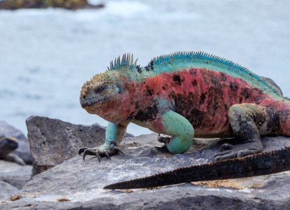 Marine Iguana on Espanola Island, Galapagos ) 