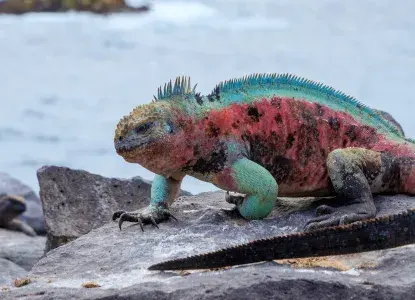 Marine Iguana on Espanola Island, Galapagos ) 