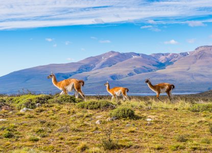 Wildlife in Patagonia
