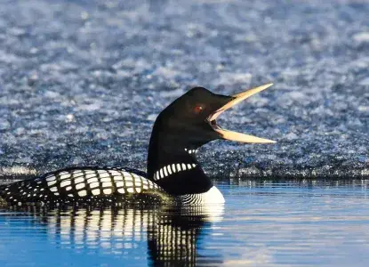 Close up of Yellow Billed Loon bird ) 