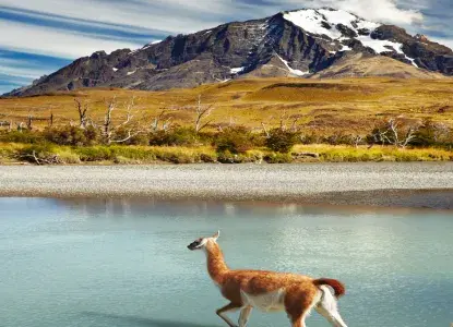 Best Things to Do in the Valdes Peninsula