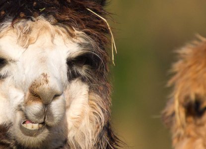5 Fun Facts About Llamas