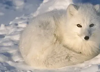 Facts You Didn’t Know About Arctic Foxes Facts You Didn’t Know About Arctic Foxes