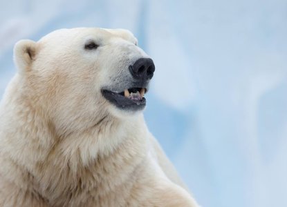 6 Facts About Polar Bears