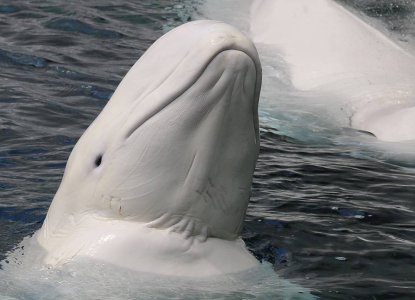 6 Jaw-Dropping Facts About Beluga Whales