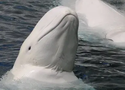 6 Jaw-Dropping Facts About Beluga Whales 6 Jaw-Dropping Facts About Beluga Whales