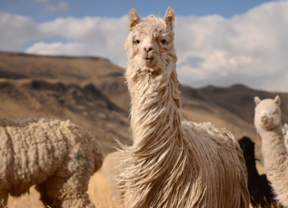 The Rich Biodiversity of Peru