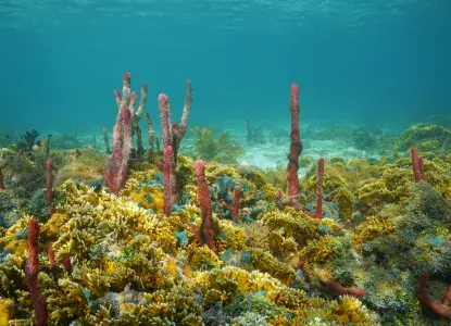 The Best Snorkel Sites in Panama