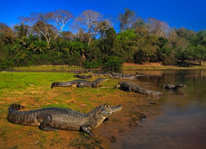 Secret Wonders: Visiting the Pantanal of Brazil