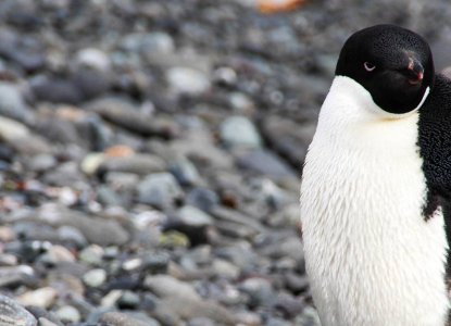 King George Island – More Than Just a Gateway to Antarctica