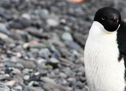 King George Island – More Than Just a Gateway to Antarctica