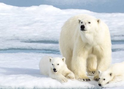 Things To Do In Svalbard