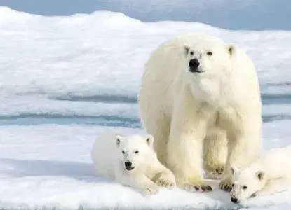 Things To Do In Svalbard