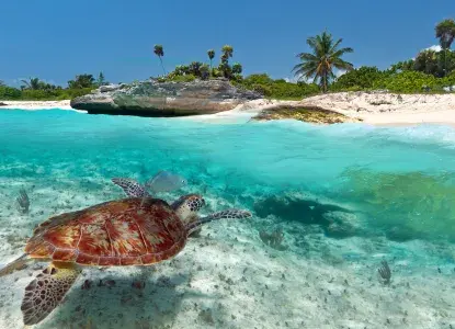 Wildlife Species of Mexico