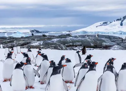  Gentoo-Penguins-Hero2.jpg 