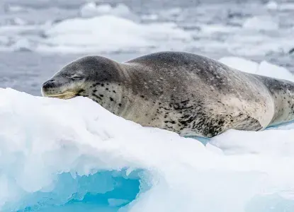  Leopard-Seal_Antartica-hero.jpg 