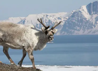 Reindeer in Svalbard) 