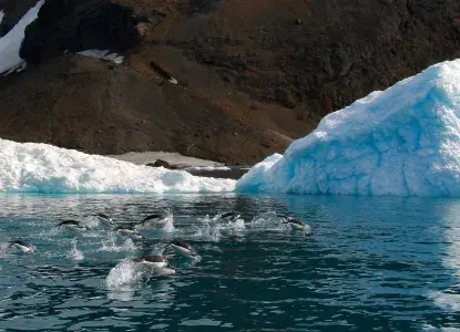 Penguins porpoising through calm icy waters in Antarctica) 