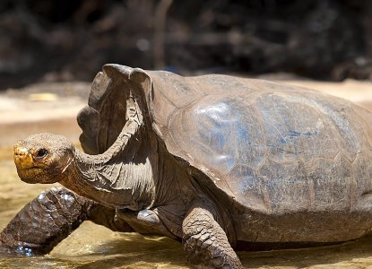 Giant Tortoise in the Galapagos Islands) 