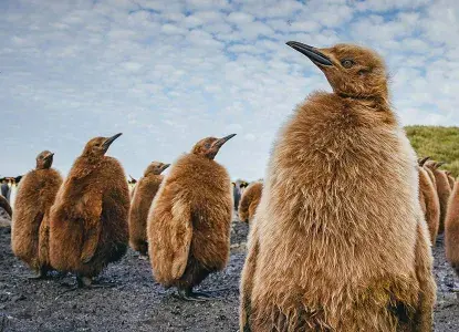 group of downy brown King Penguin chicks at South Georgia) 
