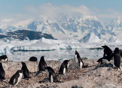 Adelie Penguin colony on rocky foreground with snowy Antarctic mountains in background) 