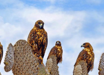 Galapagos Hawks sitting on Cacti, Galapagos Islands) 