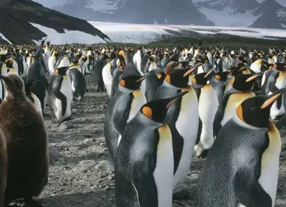 Penguins in South Georgia 