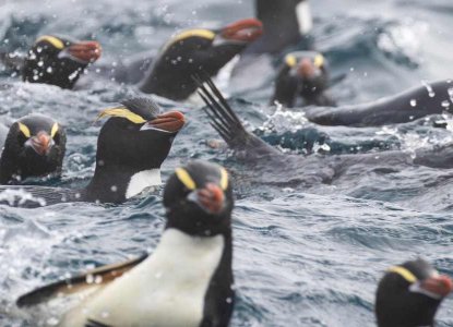 crested penguins in the ocean) 