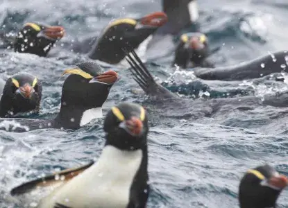 crested penguins in the ocean) 