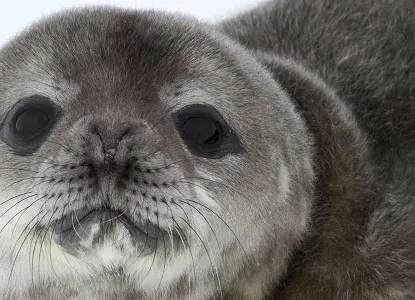 Weddell Seal Pup close up in Antarctica) 