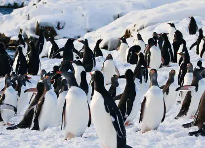 Gentoo Penguins in Antarctica) 