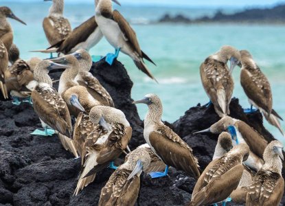  Galapagos_Blue-footed-Boobies-on-lava-rock-hero_0 