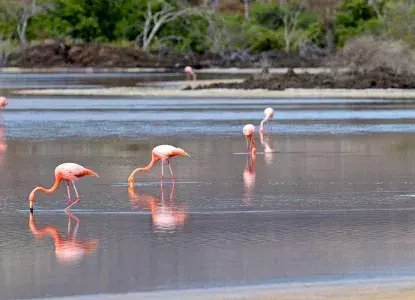  Galapagos_Flamingos-hero.jpg 