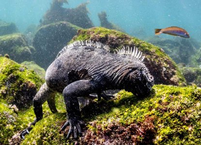  Galapagos_Marine-Iguana-underwater-feed-hero 