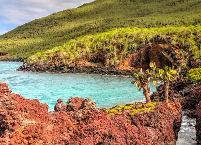 Rabida Island, Galapagos ) 