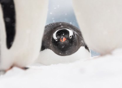 Why November and December is a Great Time to Visit Antarctica Why November and December is a Great Time to Visit Antarctica