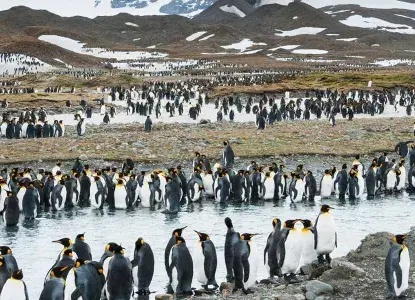 Think polar & south america think chimu 