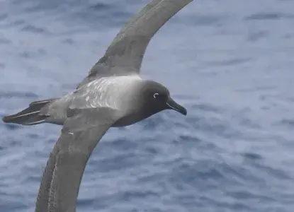 Birdwatching in Antarctica