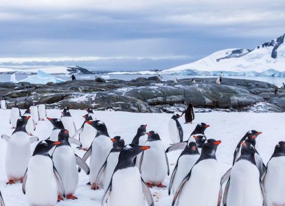 How much does it cost to visit Antarctica from Australia?