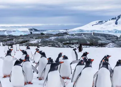 How much does it cost to visit Antarctica from Australia?