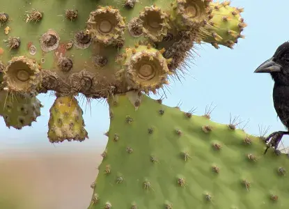  Galapagos_-Genovesa-Cactus-Finch-hero.jpg 