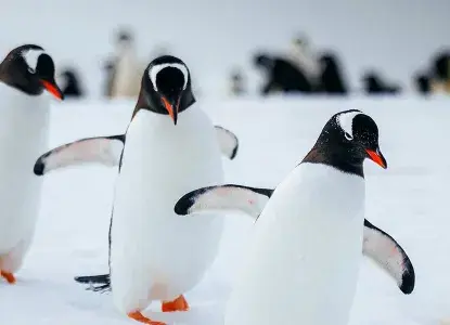 Antarctica Animals: Wildlife Guide to Antarctica Cruises