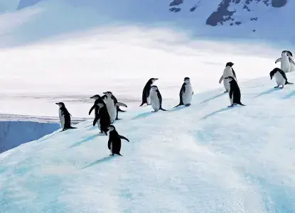 Chinstrap Penguins on snowy slope in Antarctica) 