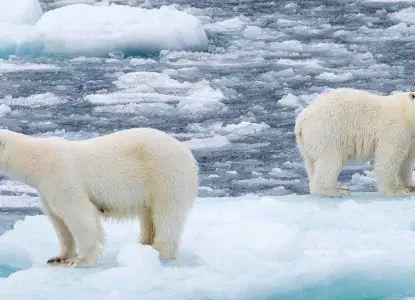 Polar bears in the Arctic) 